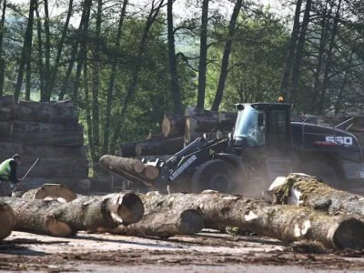 masogrodo-stammholz-eiche-pefc-zertifiziert-6.jpg